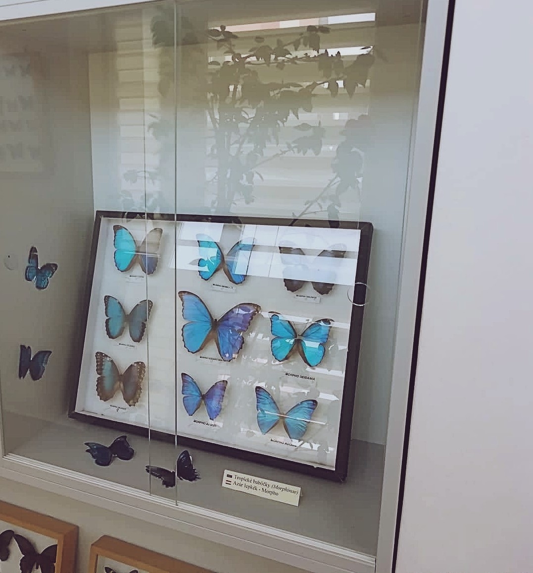 Výstava motýľov 2019